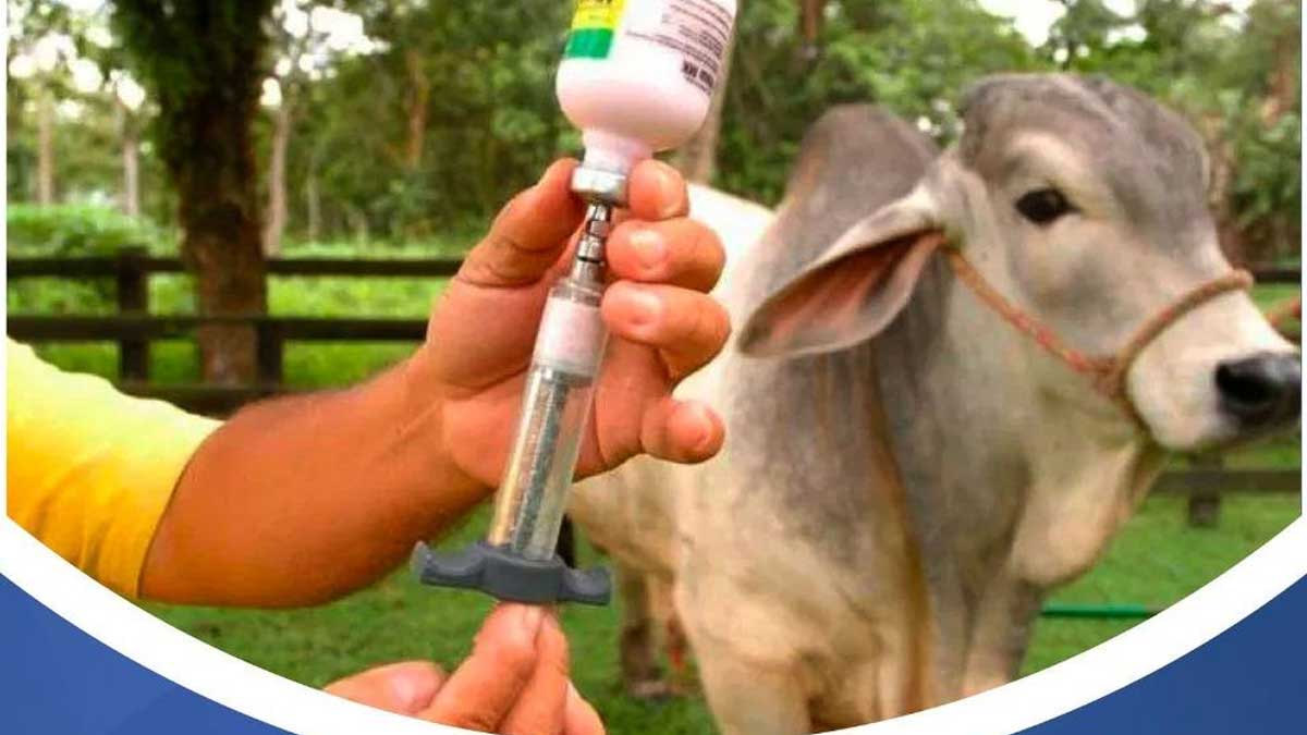 Bovinos de la provincia serán vacunados contra la Estomatitis Vesicular