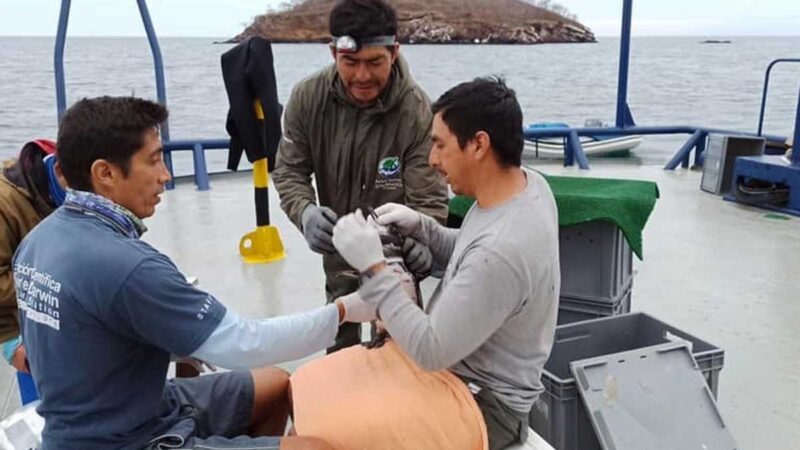 Censo de pingüinos revela aumento de la población