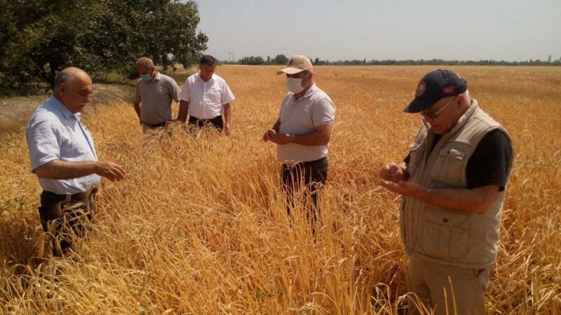 China compra grandes volúmenes de cereales forrajeros franceses y ucranianos