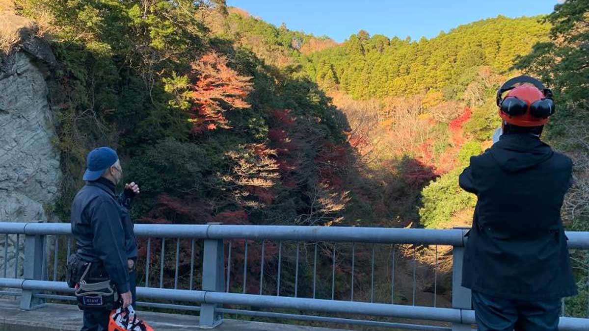 Japón ante los recursos forestales: Cuando el 70% del territorio son bosques