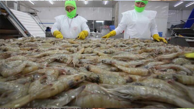 El camarón llegó a una cifra récord de exportaciones hasta octubre