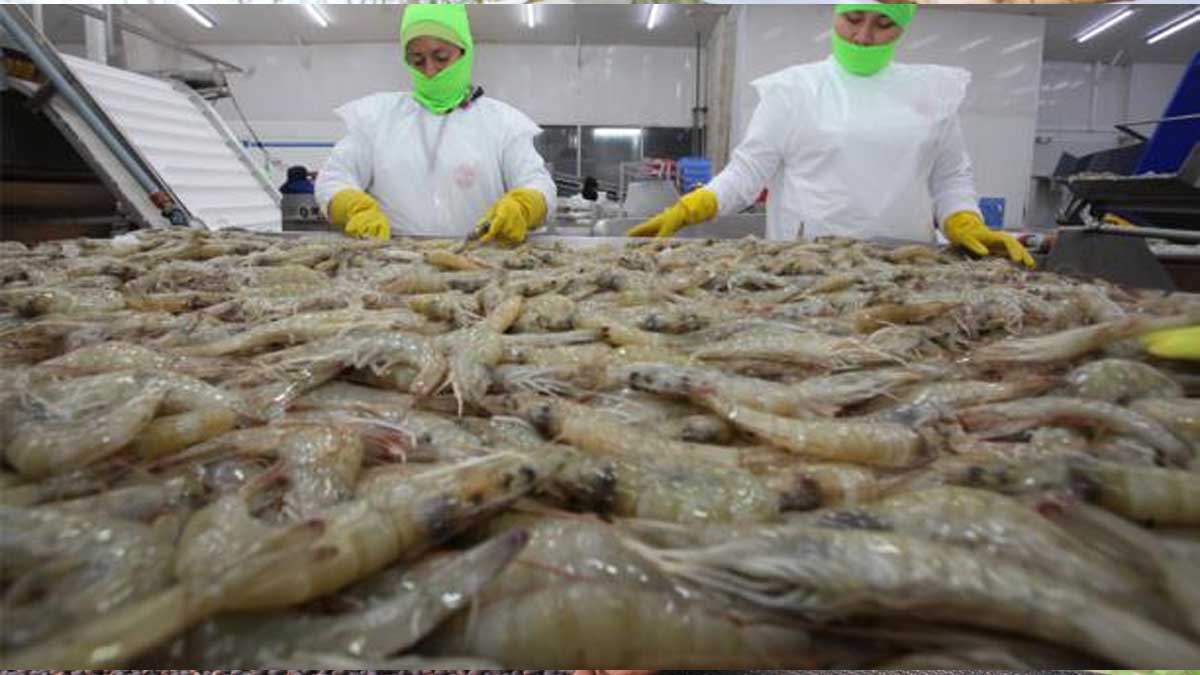 El camarón llegó a una cifra récord de exportaciones hasta octubre