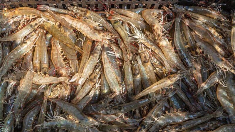 En busca de una genética de camarón blanco originaria de El Salvador