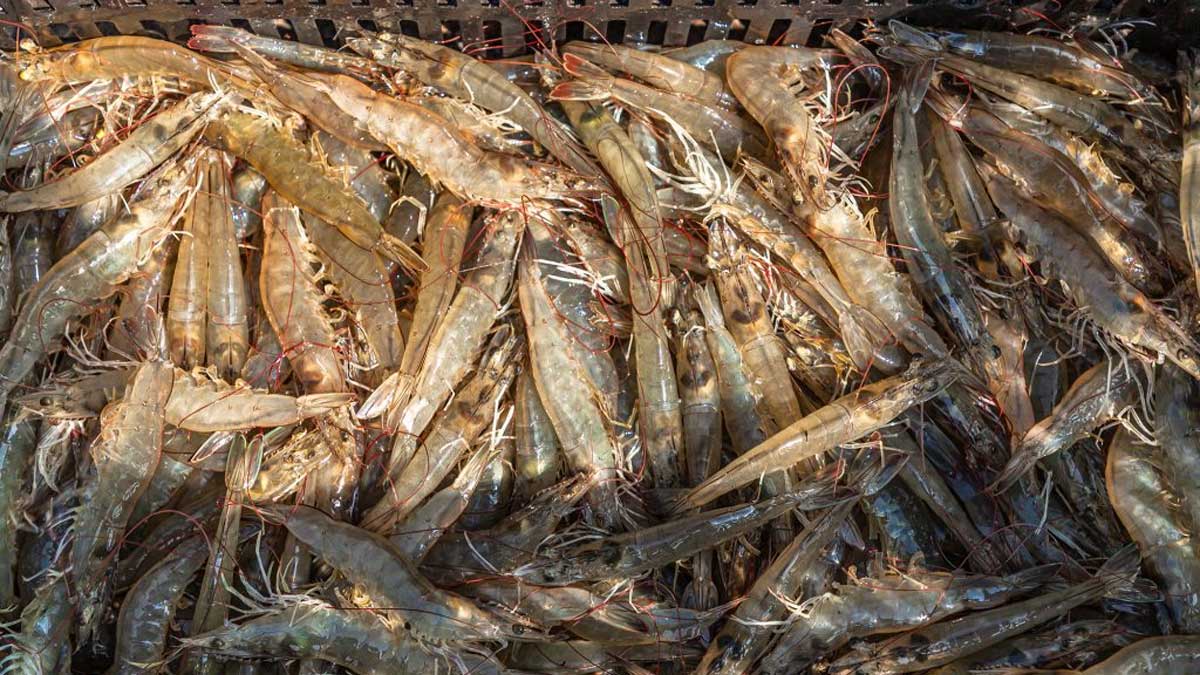 En busca de una genética de camarón blanco originaria de El Salvador