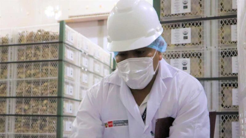 Exportaciones peruanas de cúrcuma crecen 5% en volumen y 7% en valor
