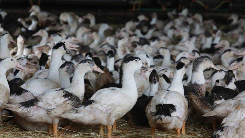 Francia detecta brotes de gripe aviar