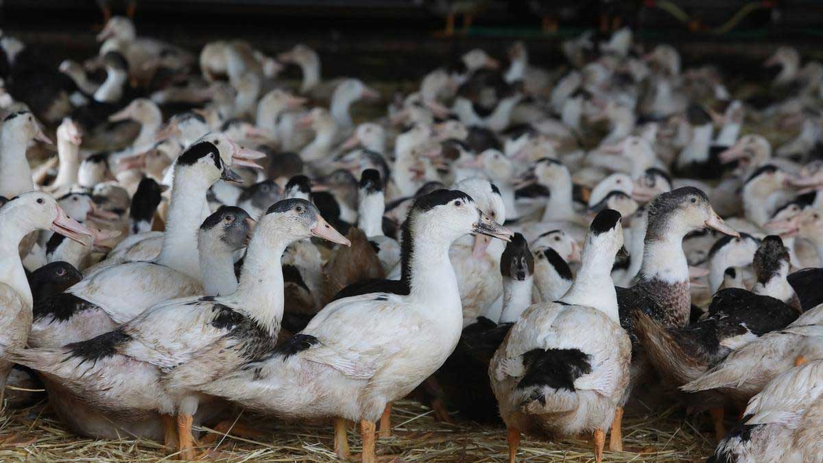 Francia detecta brotes de gripe aviar