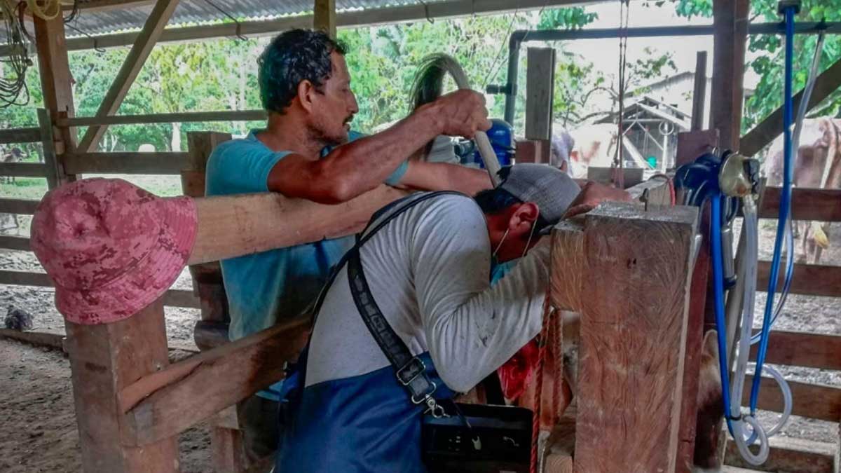 Ganado bovino del cantón Shushufindi recibe atención veterinaria