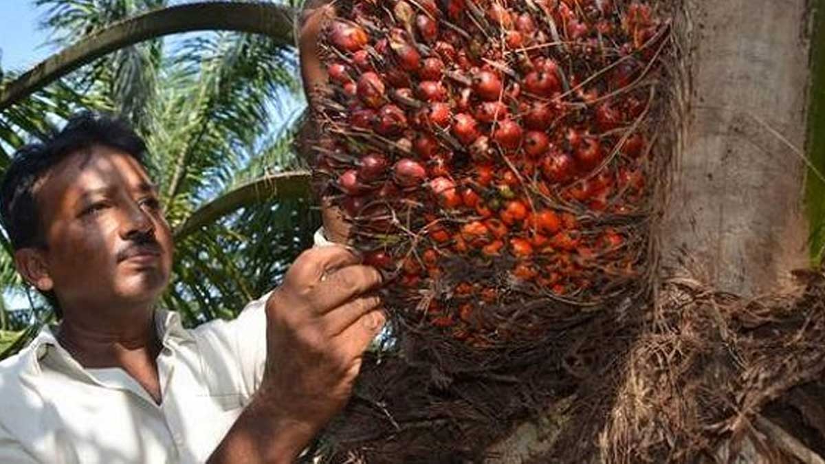 India permite las importaciones de aceite de palma refinado hasta diciembre de 2022