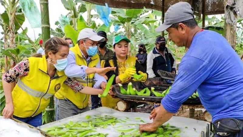 Desde la provincia de Los Ríos: una nueva cosecha de hartón para Europa