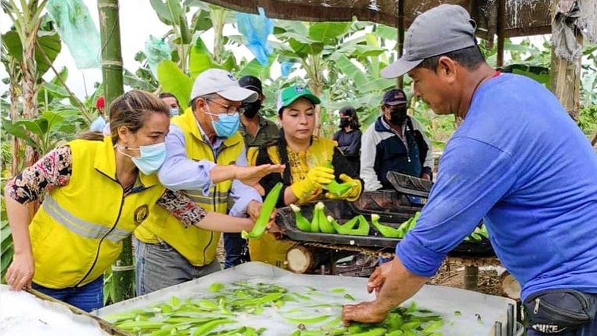 Desde la provincia de Los Ríos: una nueva cosecha de hartón para Europa