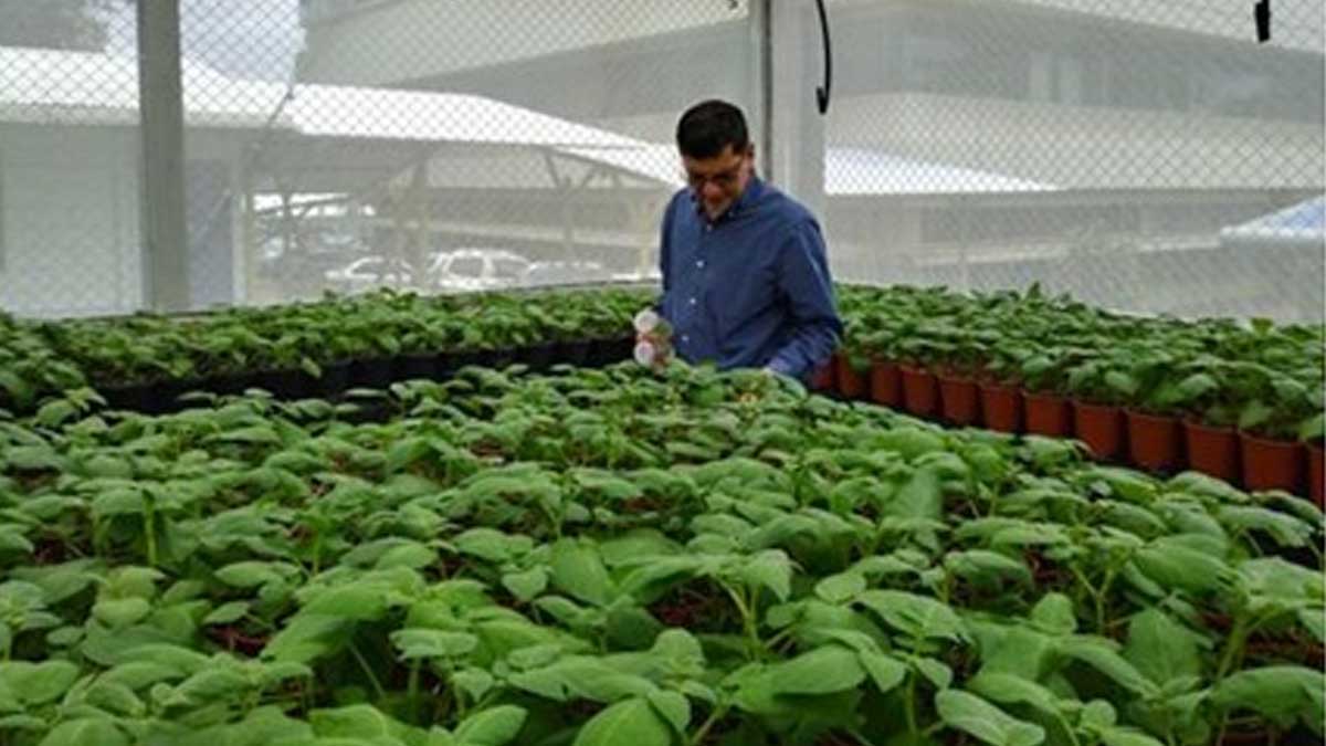 Institutos de China y Costa Rica colaboran para el mejoramiento genético de cultivos