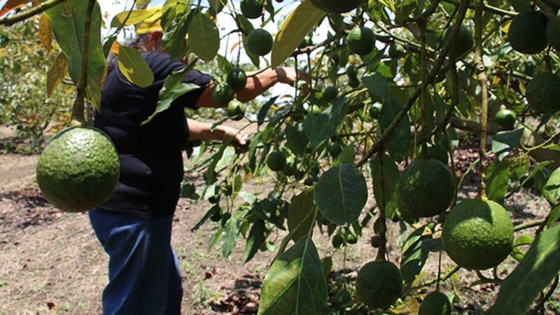 Integran Agricultura y aguacateros grupos de trabajo para potenciar exportaciones a Estados Unidos
