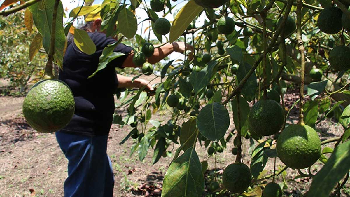 Integran Agricultura y aguacateros grupos de trabajo para potenciar exportaciones a Estados Unidos
