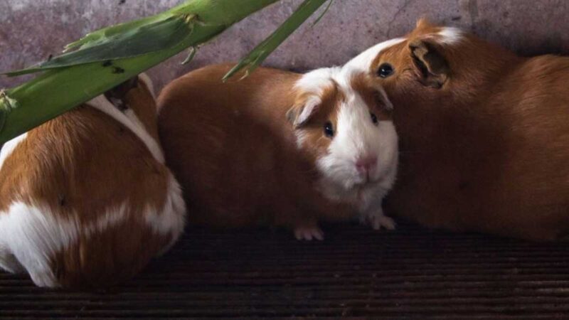 Kuri, nueva raza de cuy: produce más carne y es rica en proteínas