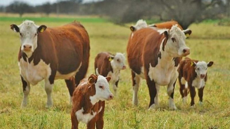 La Unión Euroasiática abre nuevos contingentes para las importaciones de carne con arancel cero