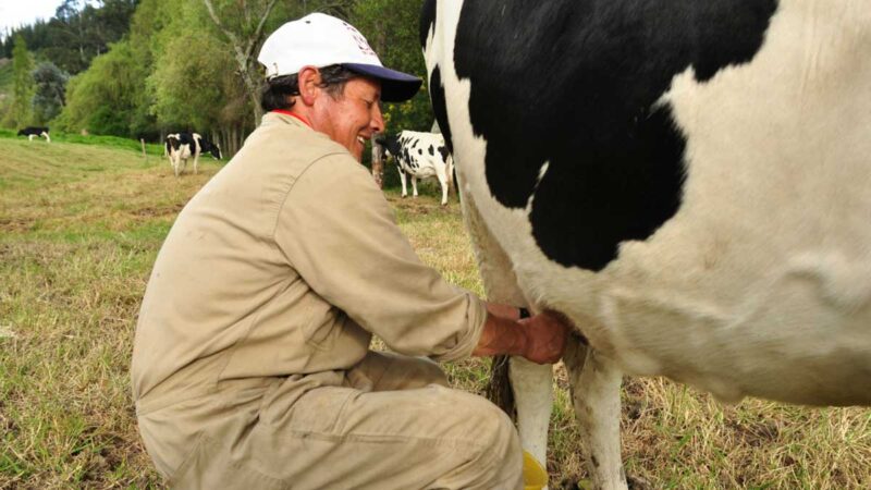 En estos momentos hay suficiente abastecimiento de leche en Colombia. La producción subió 8% entre enero y septiembre de 2021”: ministro Rodolfo Zea Navarro