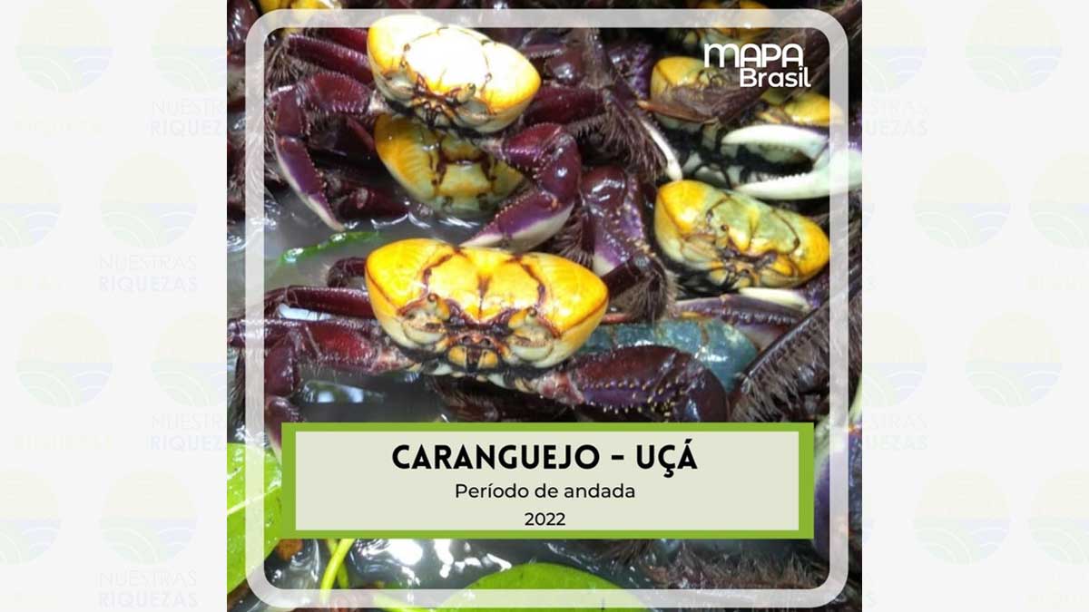 La veda para el cangrejo uça comienza el 3 de enero de 2022