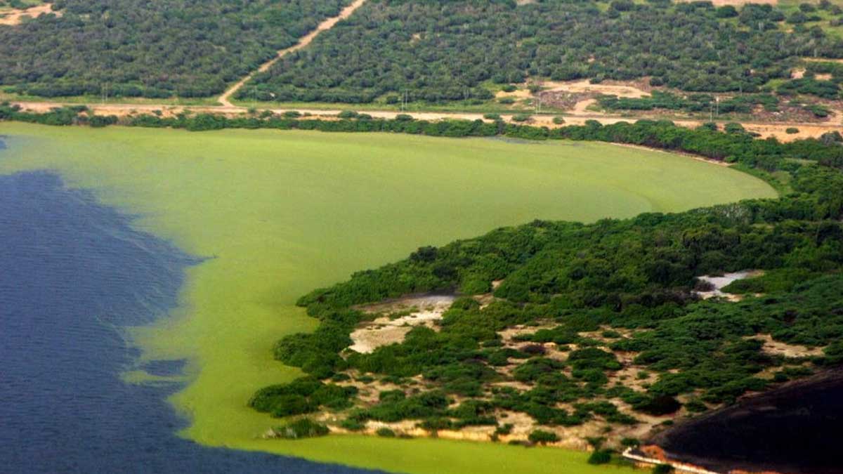 Las algas alimentadas por la contaminación cubren de verde el lago de Maracaibo en Venezuela