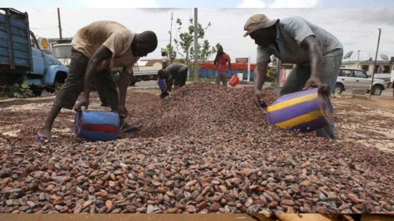 Los estibadores de Costa de Marfil suspenden la huelga que amenazaba las exportaciones de cacao en grano