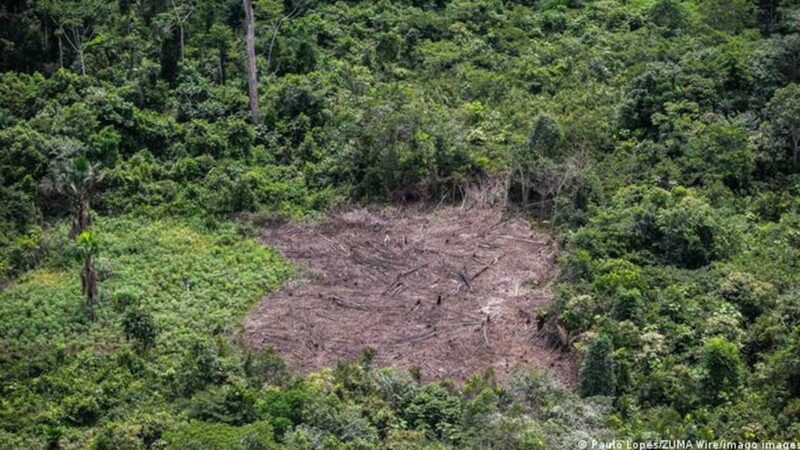 Los supermercados europeos dejan de vender carne de vacuno brasileña por vínculos con la deforestación
