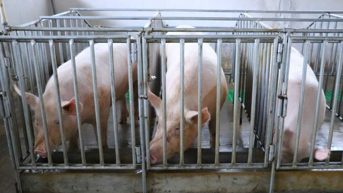 MAGA garantiza protección para la producción de cerdos