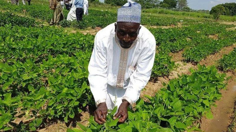 Nigeria recibirá un préstamo de 210 millones de dólares para el sector agrícola
