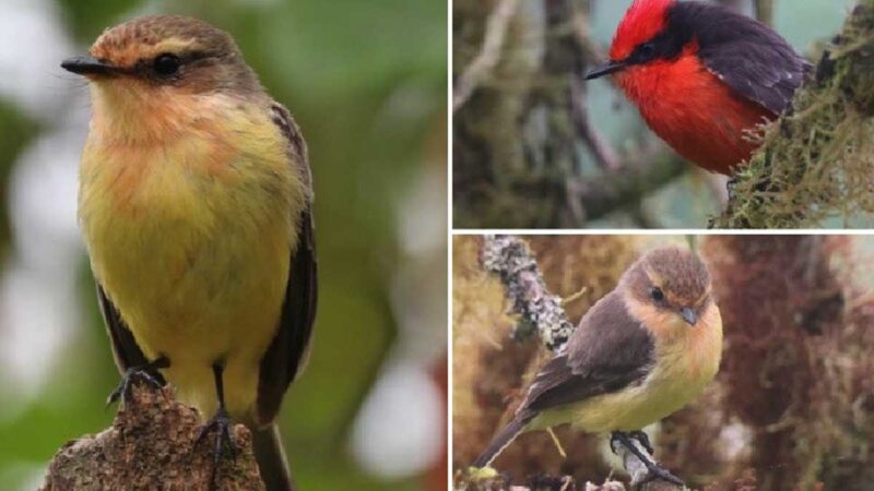 Ocho pájaros brujo nacieron en la Isla Santa Cruz