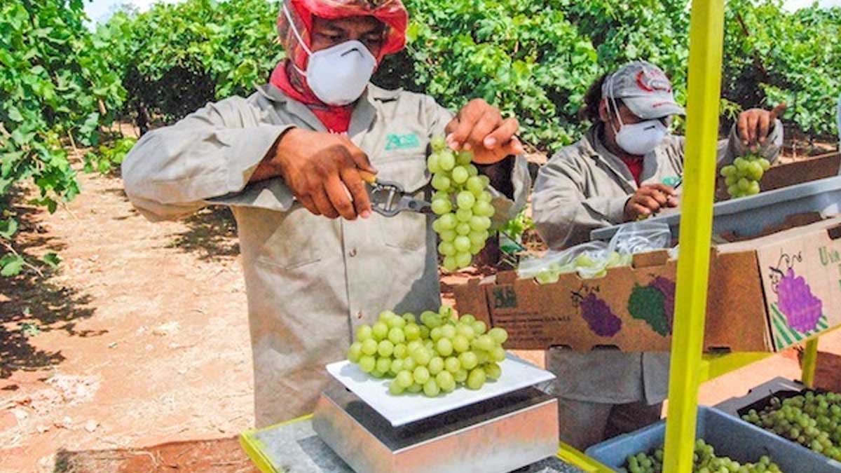 Para recibir año nuevo, productores garantizan el abasto de uva