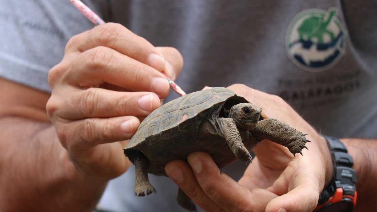 Poblaciones de tortugas en centros de crianza pasan por controles periódicos