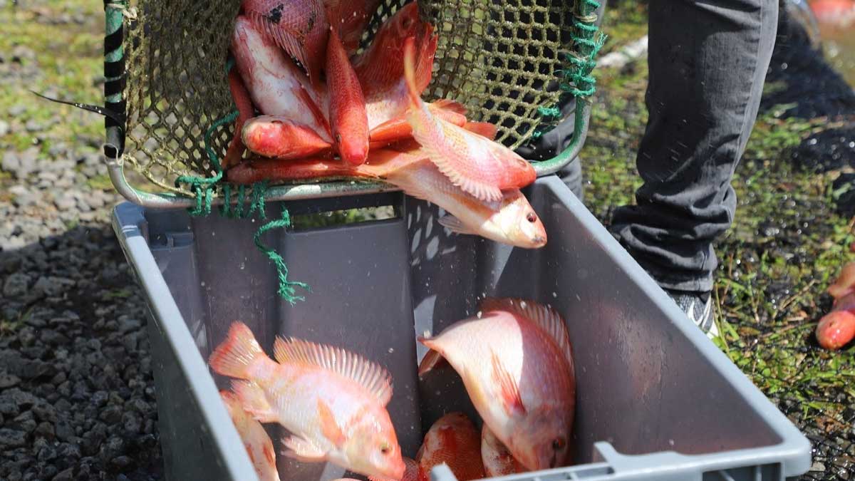 Prefectura dona 5000 ejemplares de tilapia destinado al consumo de 700 familias