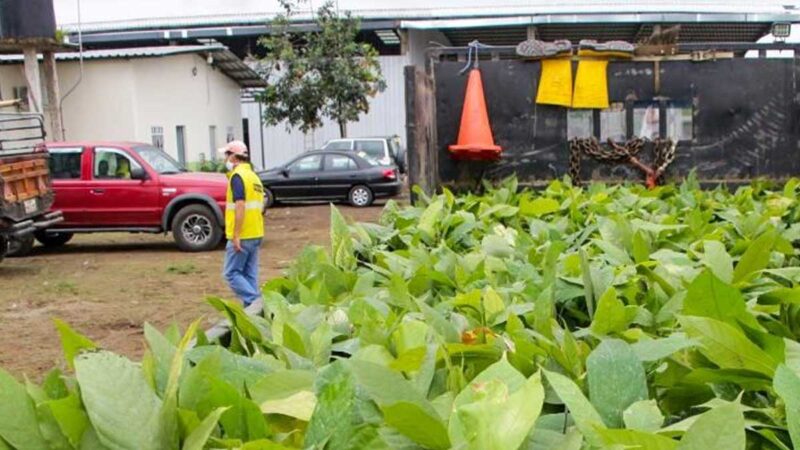 Se prepara entrega de 600 000 plantas de cacao a productores