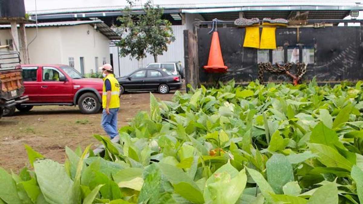 Se prepara entrega de 600 000 plantas de cacao a productores