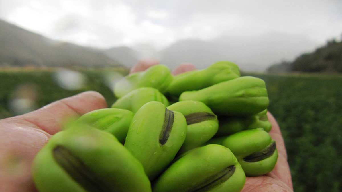 “SIWINA”, la nueva variedad de haba que rinde 3.16 t/ha