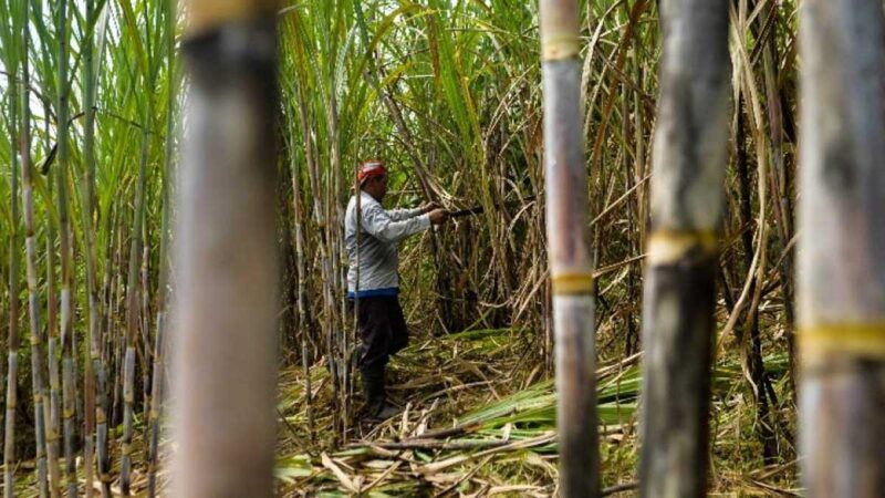 Se observa un mayor déficit en el suministro mundial de azúcar a medida que India impulsa el etanol