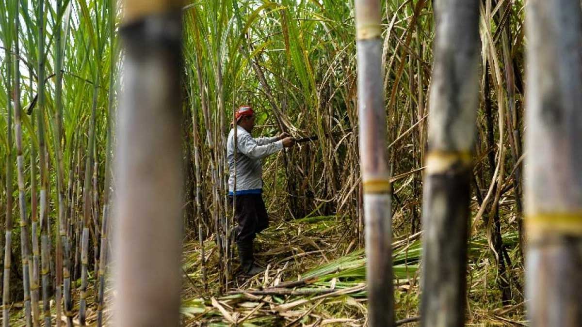 Se observa un mayor déficit en el suministro mundial de azúcar a medida que India impulsa el etanol