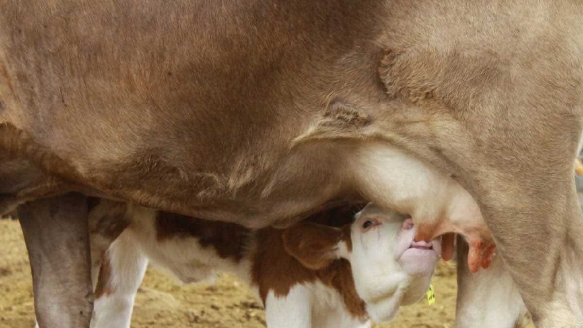 Áncash: transfieren material genético para mejorar calidad de carne y leche
