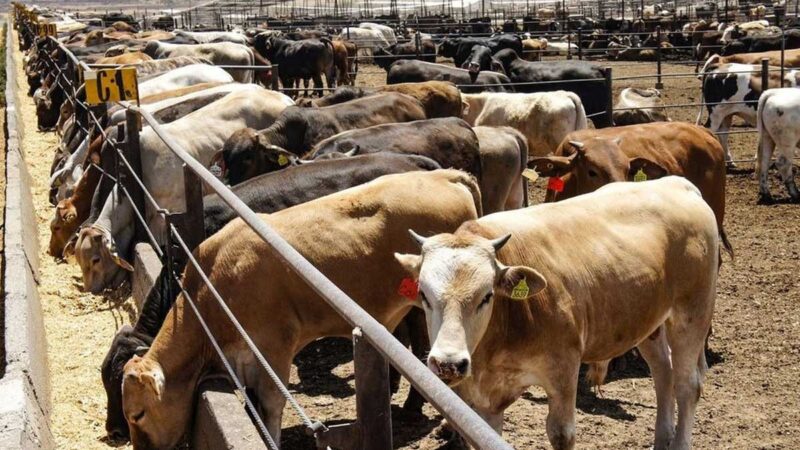 Secretaría de Agricultura y sector productivo trabaja en el nuevo mecanismo de identificación de reses