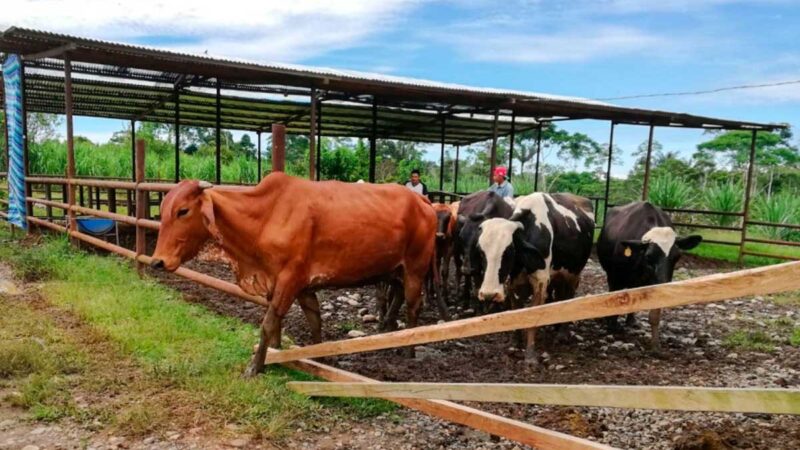Atención ganadera para prevención de enfermedades