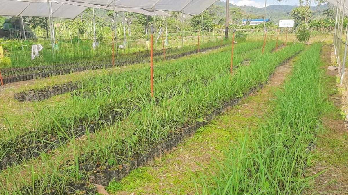 Implementamos 41.250 plantas de caña meristemática en la provincia