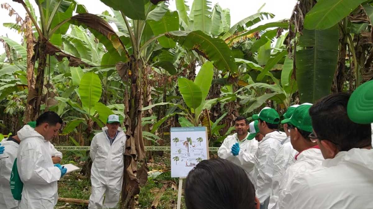 Agrocalidad mantiene a Ecuador sin FOC R4T