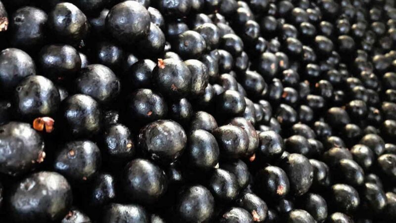 Asaí, ungurahui y cinamillo son incorporados en Ley de Promoción de Inversión en Amazonía