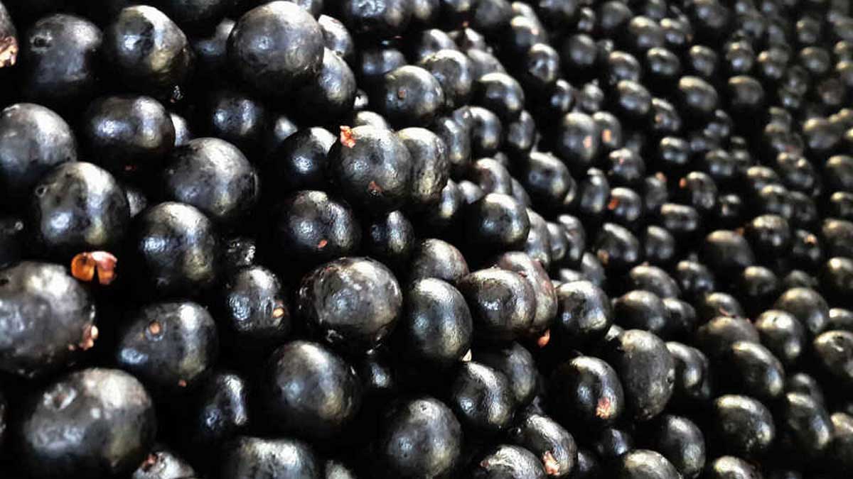 Asaí, ungurahui y cinamillo son incorporados en Ley de Promoción de Inversión en Amazonía