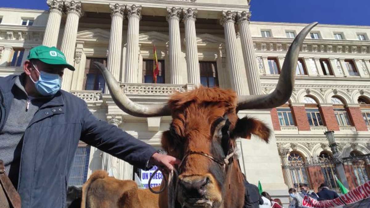 Varios centenares de lecheros protestan en Madrid por unos precios justos