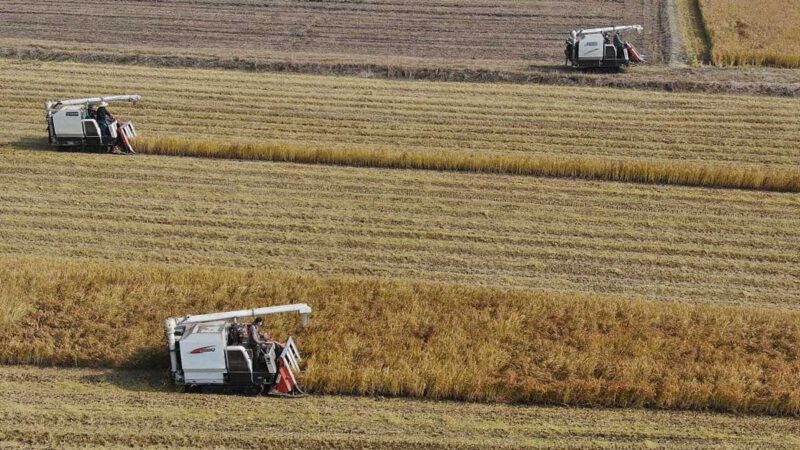 China apunta a producción de granos de 700.000 millones de kilos para 2025