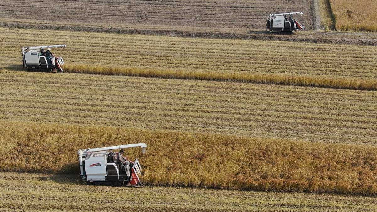 China apunta a producción de granos de 700.000 millones de kilos para 2025