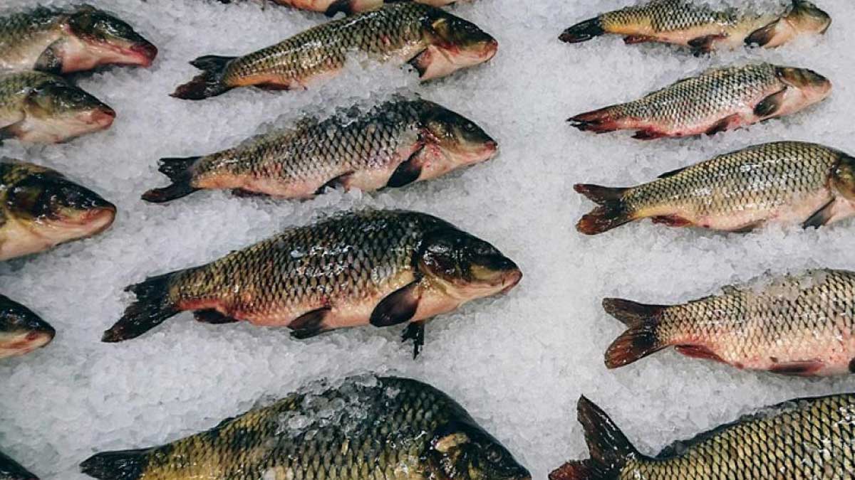 Científicos chinos crían peces sin espinas intramusculares