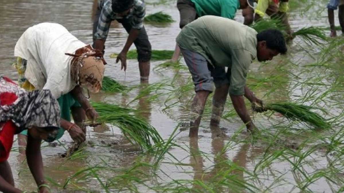 Comerciantes indios de arroz detienen nuevos acuerdos de exportación debido a que la escasez de trenes de carga bloquea los envíos