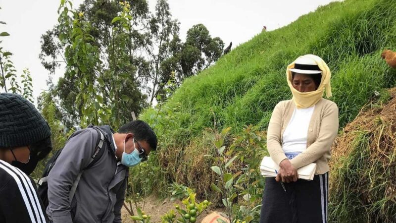 Comunidades reciben plantas frutales