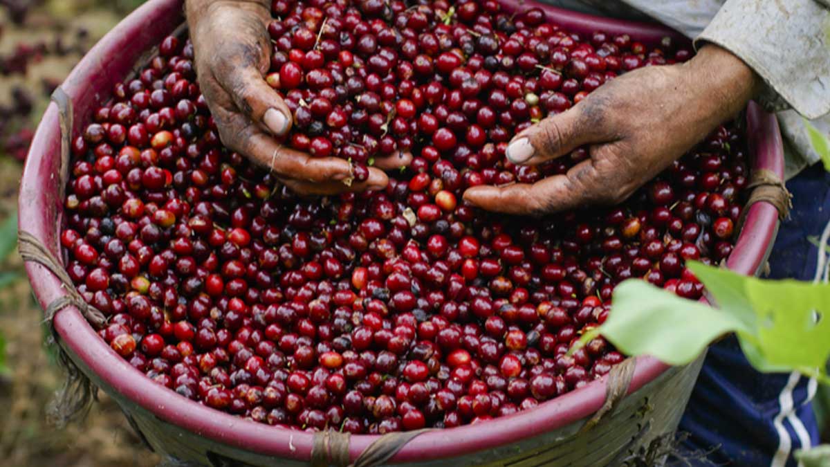 Cosecha de café 21-22 de Costa Rica sube $40.45 por quintal en precio FOB